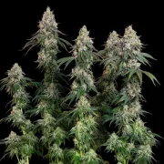 Grape Ape – Royal Queen Seeds – Feminized