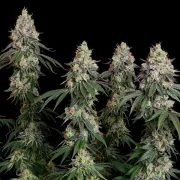 Grape Ape – Royal Queen Seeds – Feminized