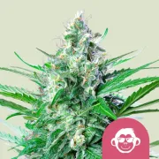 Grape Ape – Royal Queen Seeds – Feminized