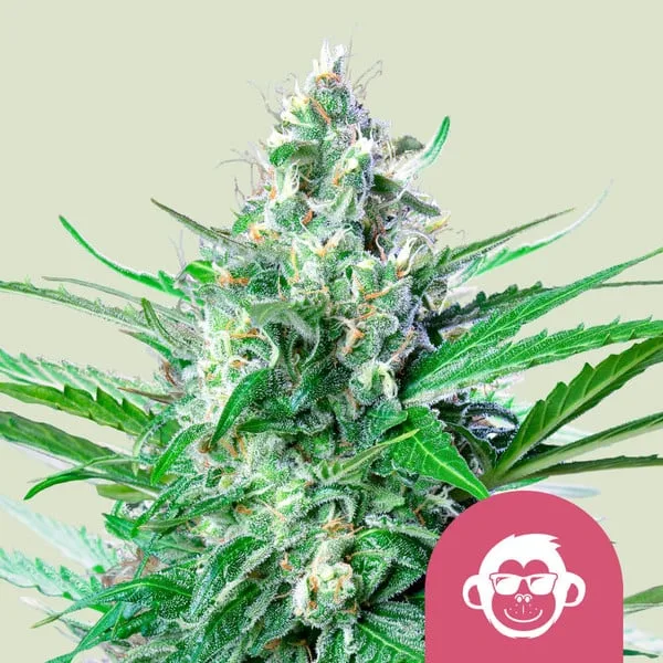 Grape Ape – Royal Queen Seeds – Feminized
