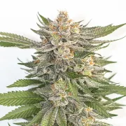Pink Runtz – Royal Queen Seeds – Feminized