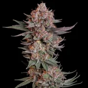 Pink Runtz – Royal Queen Seeds – Feminized