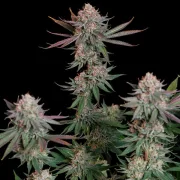 Pink Runtz – Royal Queen Seeds – Feminized