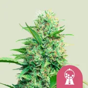 Pink Runtz – Royal Queen Seeds – Feminized