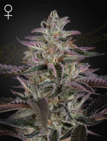 BANANA KRUMBLE – Greenhouse Seed Co – feminized