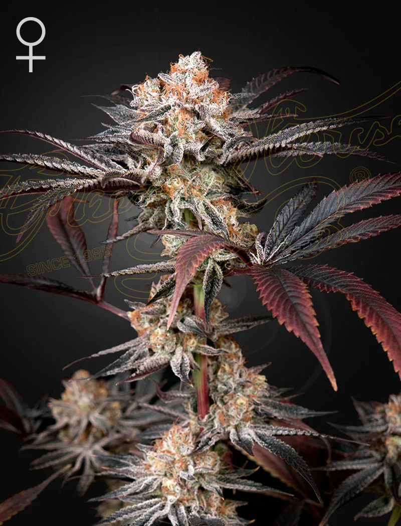WONDER PIE – Greenhouse Seed Co – feminized