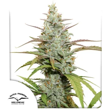Mokum’s Tulip – Dutch Passion – feminized