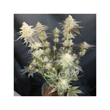 Mokum’s Tulip – Dutch Passion – feminized