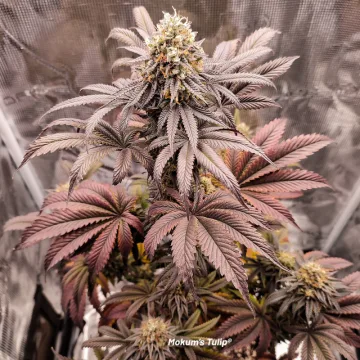 Mokum’s Tulip – Dutch Passion – feminized