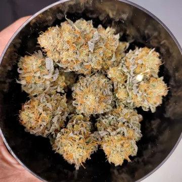 Mokum’s Tulip – Dutch Passion – feminized