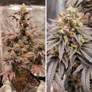 Mokum’s Tulip – Dutch Passion – feminized