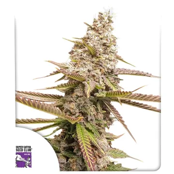 Strawberry Cookies – Dutch Passion – feminized