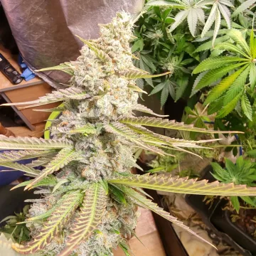 Strawberry Cookies – Dutch Passion – feminized
