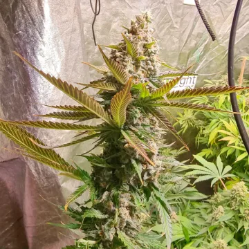 Strawberry Cookies – Dutch Passion – feminized