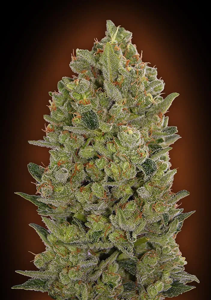 00 Cheese – 00 Seeds – feminized