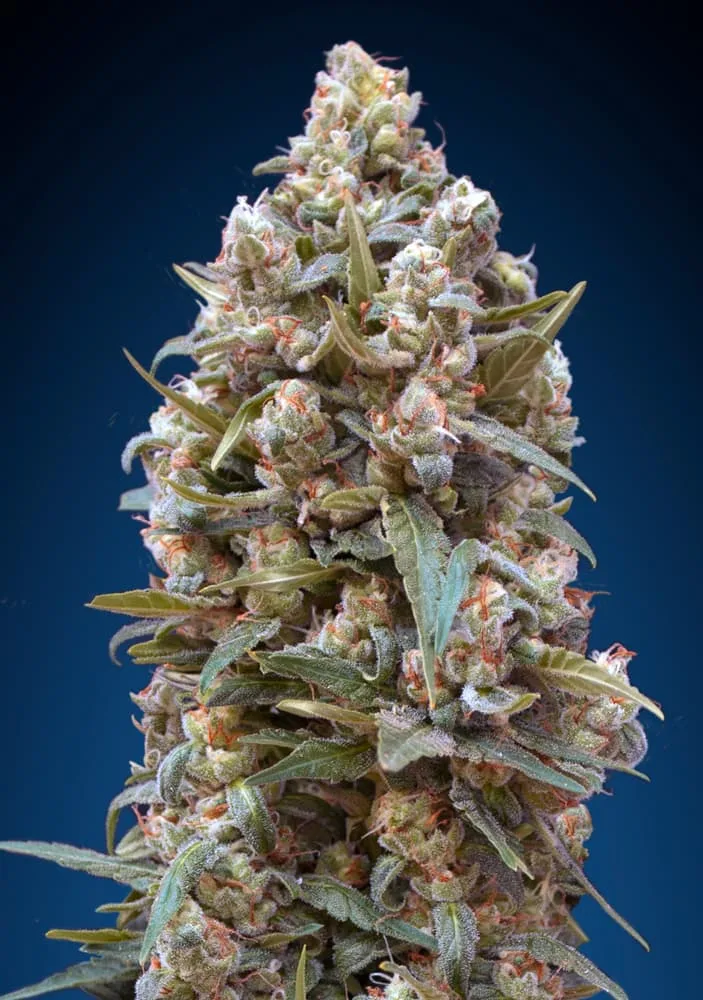 00 Kush – 00 Seeds – feminized