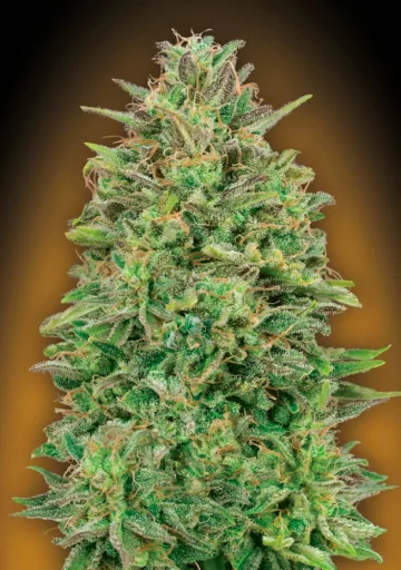 00 Skunk – 00 Seeds – feminized