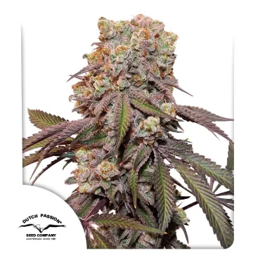Auto Candy Bubatz XL – Dutch Passion – autoflowering