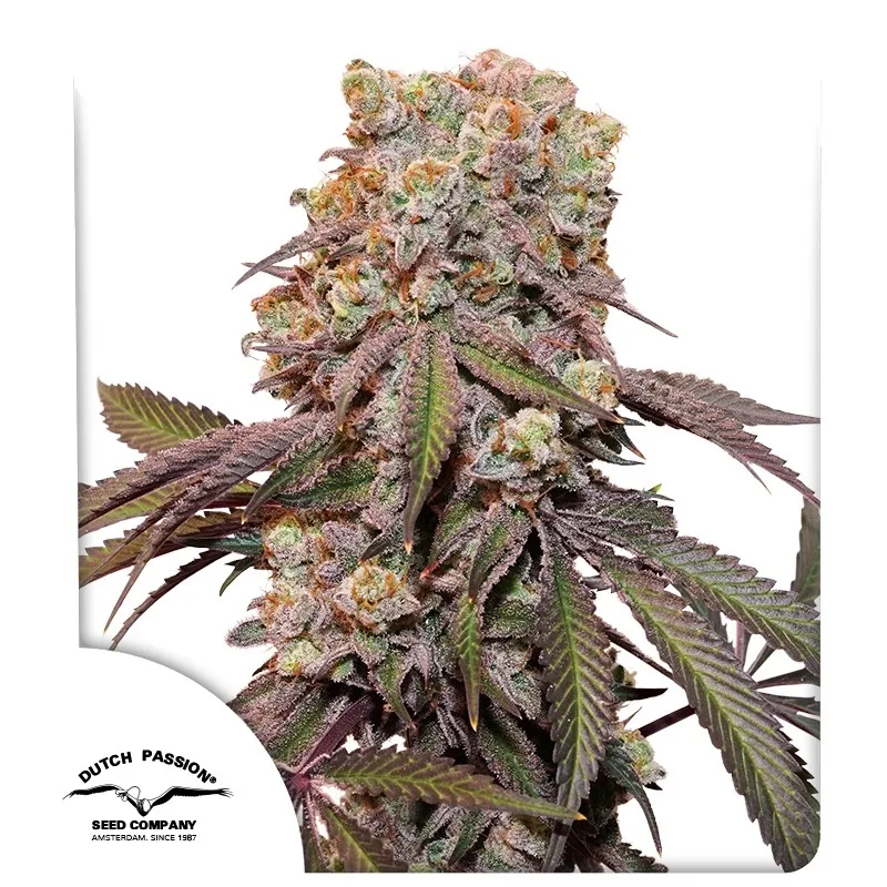 Auto Candy Bubatz XL – Dutch Passion – autoflowering