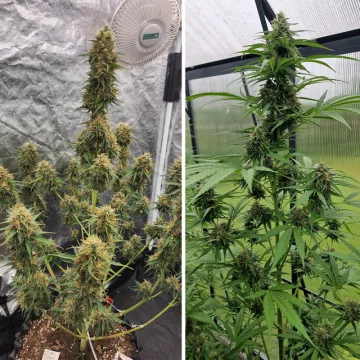 Auto Candy Bubatz XL – Dutch Passion – autoflowering