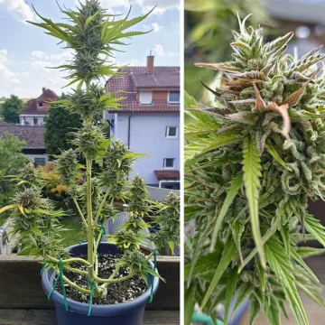 Auto Candy Bubatz XL – Dutch Passion – autoflowering