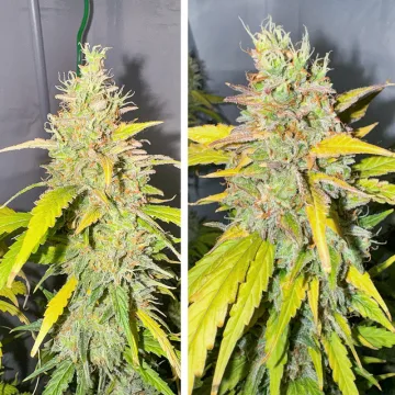 Auto Candy Bubatz XL – Dutch Passion – autoflowering