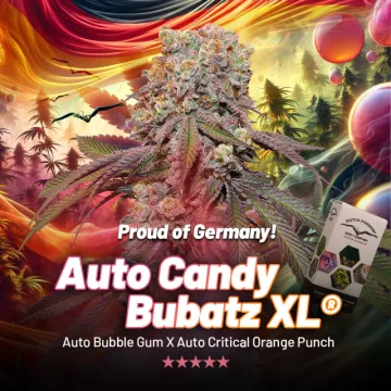 Auto Candy Bubatz XL – Dutch Passion – autoflowering