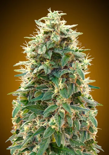Auto 00 Cheese – 00 Seeds – autoflowering