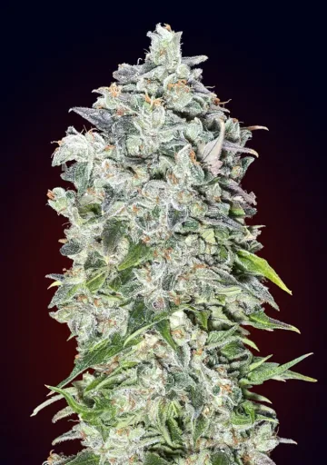 Auto 00 Kush – 00 Seeds – autoflowering