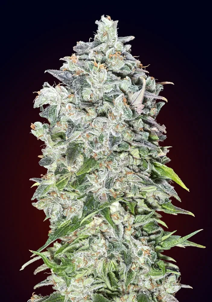 Auto 00 Kush – 00 Seeds – autoflowering