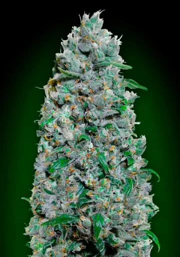 Auto Afghan Mass XXL – 00 Seeds – autoflowering