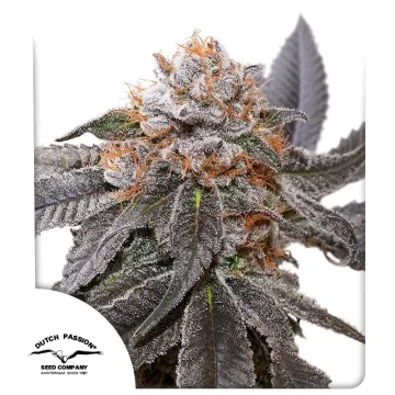 Blue Zushi – Dutch Passion – feminized