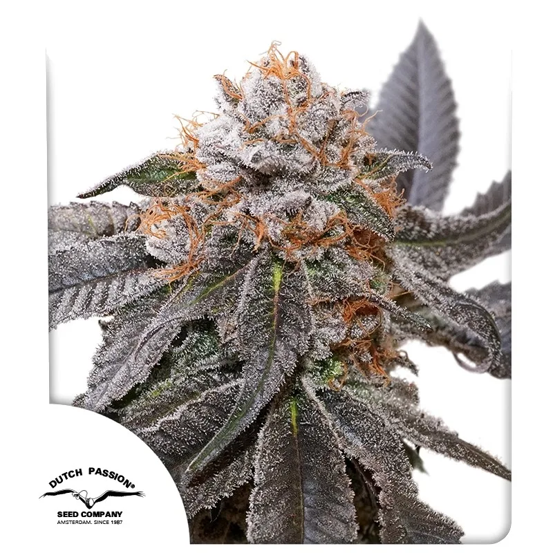 Blue Zushi – Dutch Passion – feminized