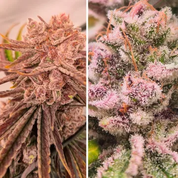 Blue Zushi – Dutch Passion – feminized