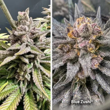 Blue Zushi – Dutch Passion – feminized