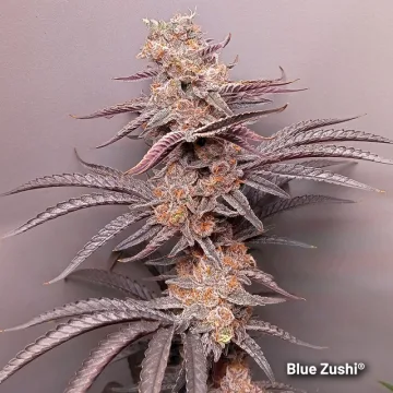 Blue Zushi – Dutch Passion – feminized