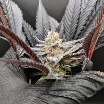 Blue Zushi – Dutch Passion – feminized