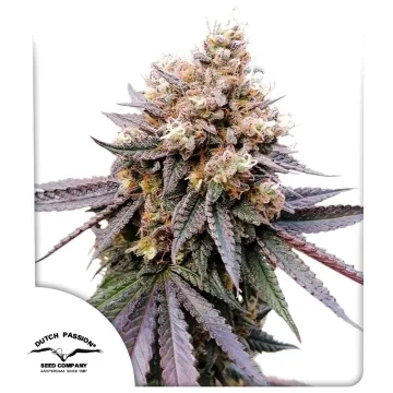 GMO Fast – Dutch Passion – feminized
