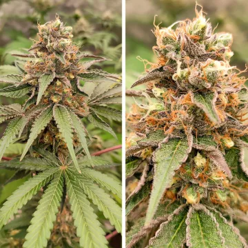 GMO Fast – Dutch Passion – feminized