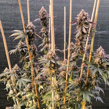 GMO Fast – Dutch Passion – feminized
