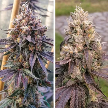 GMO Fast – Dutch Passion – feminized