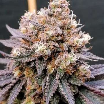 GMO Fast – Dutch Passion – feminized