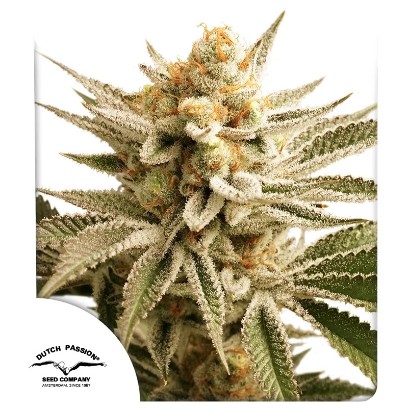 Lemon Z – Dutch Passion – feminized