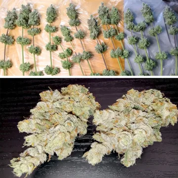 Lemon Z – Dutch Passion – feminized