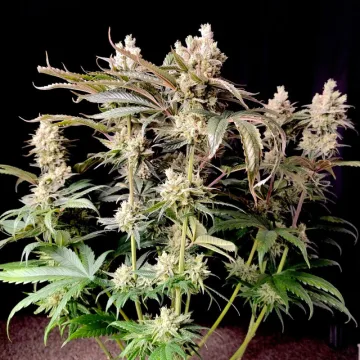 Lemon Z – Dutch Passion – feminized