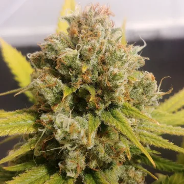 Lemon Z – Dutch Passion – feminized