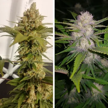 Lemon Z – Dutch Passion – feminized