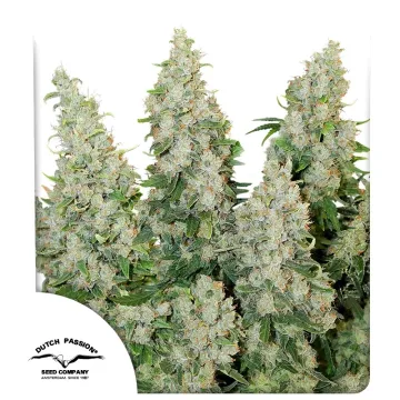 Auto Think Different – Dutch Passion – autoflowering