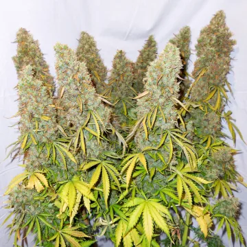 Auto Think Different – Dutch Passion – autoflowering
