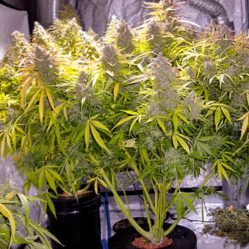 Auto Think Different – Dutch Passion – autoflowering